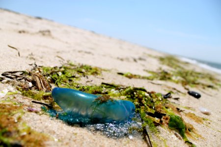 Portuguese man o'war photo