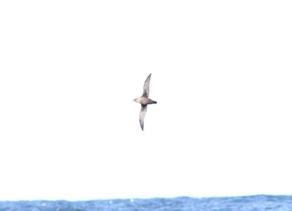 Short-tailed Shearwater, offshore of Newport, OR, 20 October 2012 photo