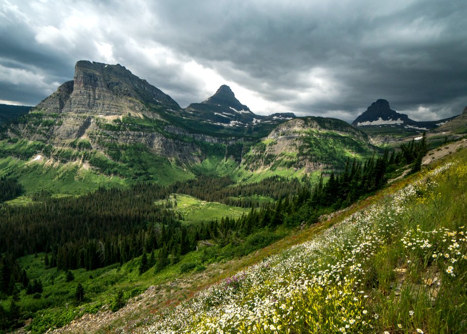 Heavy Runner Mountain- Wildflowers