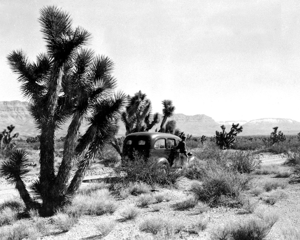 1939-03-16 Joshua Trees on Pierce Ferry Road