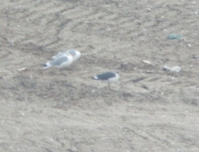 Lesser Black-backed Gull, Kent Co. landfill, 22 Nov 2011 (1st individual)