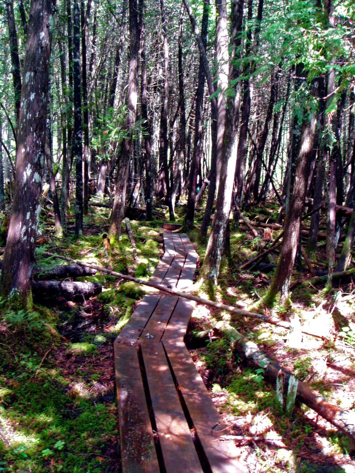Johnson Brook Trail