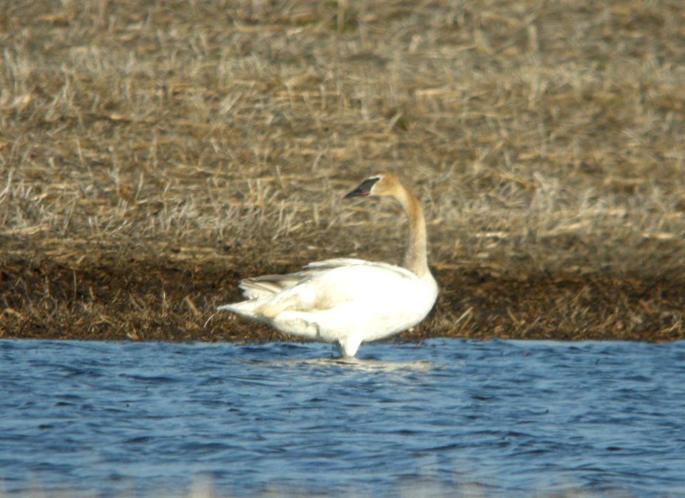 Trumpeter Swan in flooded ag field, Clarence, MI, 22 April 2013