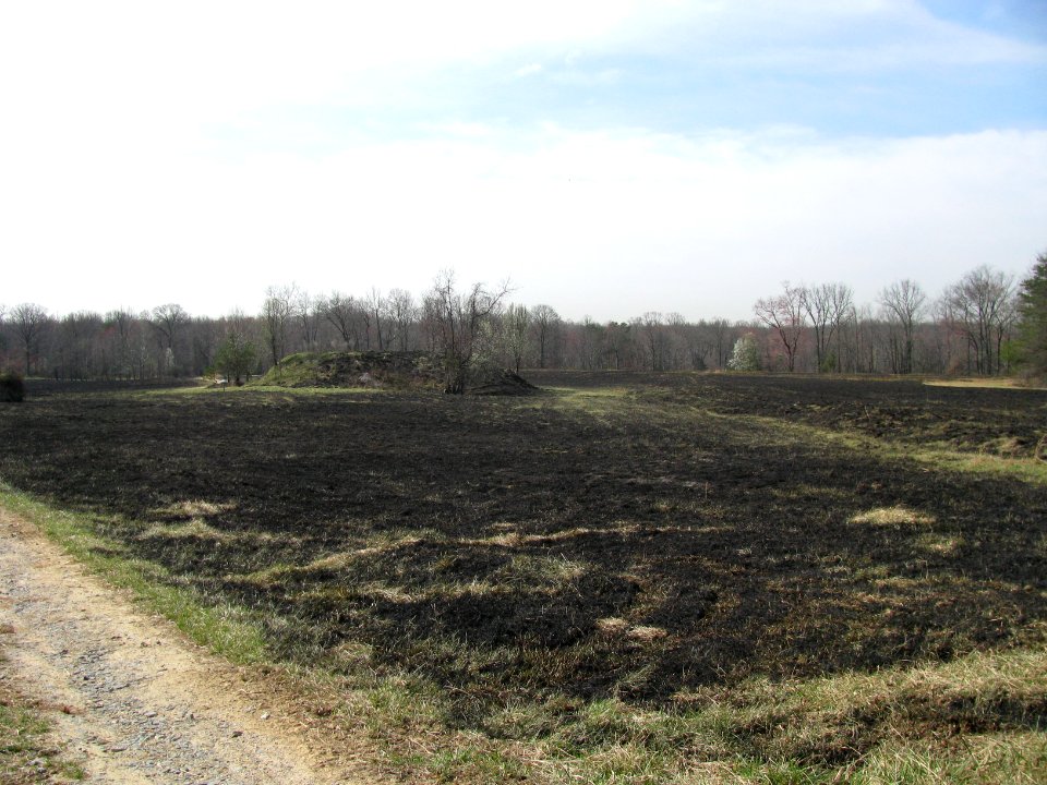 Controlled Burn Maintains Field