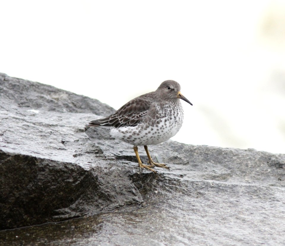 Rock Sandpiper, Pt. Brown Jetty, WA, 18 October 2012