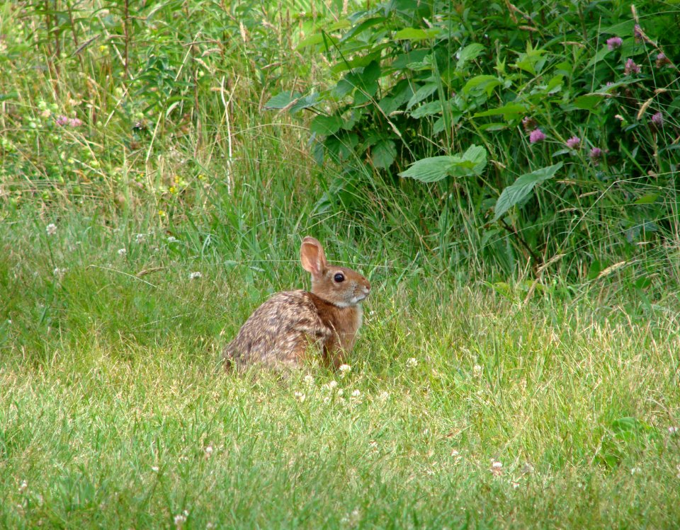 Photo of the Week - New England Cottontail (NH)