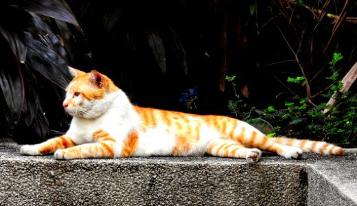 Too Fat to Be Feral