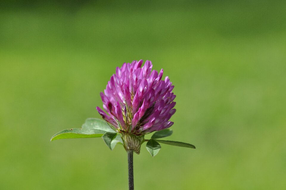 Bloom purple nature