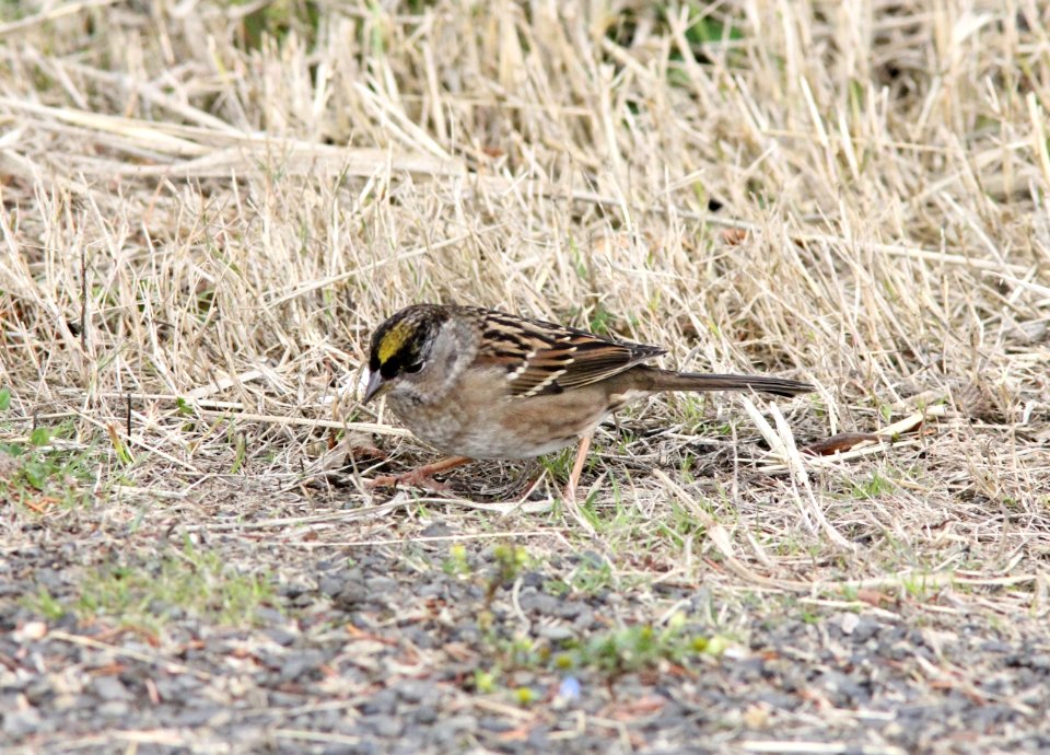 Golden-crowned Sparrow, Grays Harbor NWR, WA, 18 October 2012