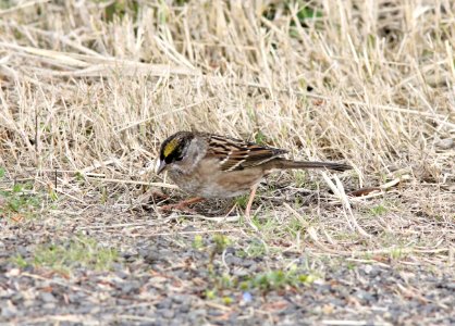 Golden-crowned Sparrow, Grays Harbor NWR, WA, 18 October 2012