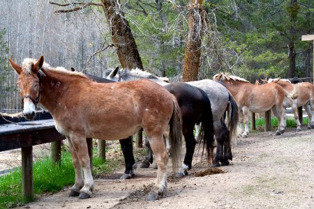 NPS Pack Animals