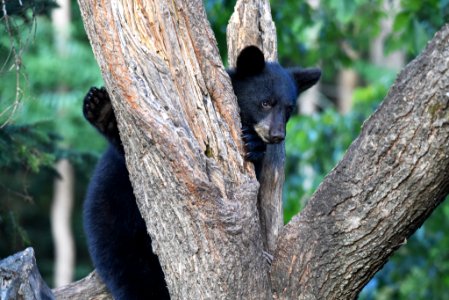 Black Bear Cub at Rappahannock River National Wildlife Refuge photo