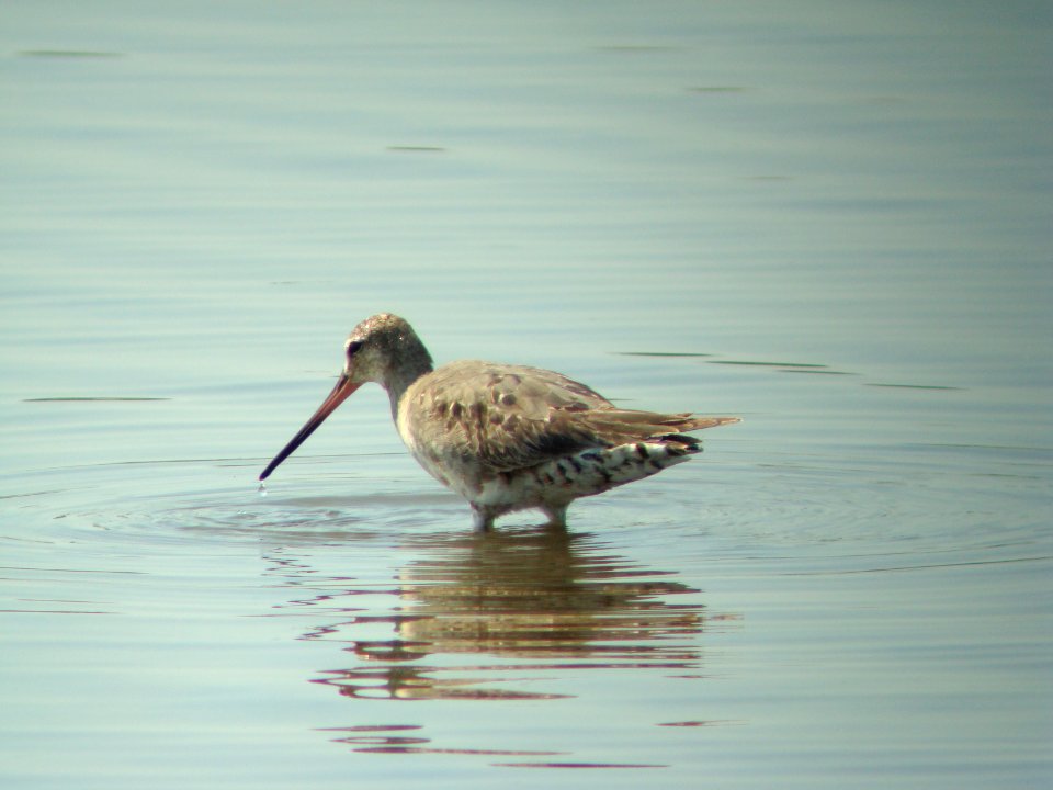 Hudsonian Godwit