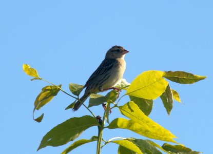 Female Bobolink photo