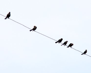 Brewer's Blackbirds, Old Rice Lake Muck Flats, September 5, 2012 photo