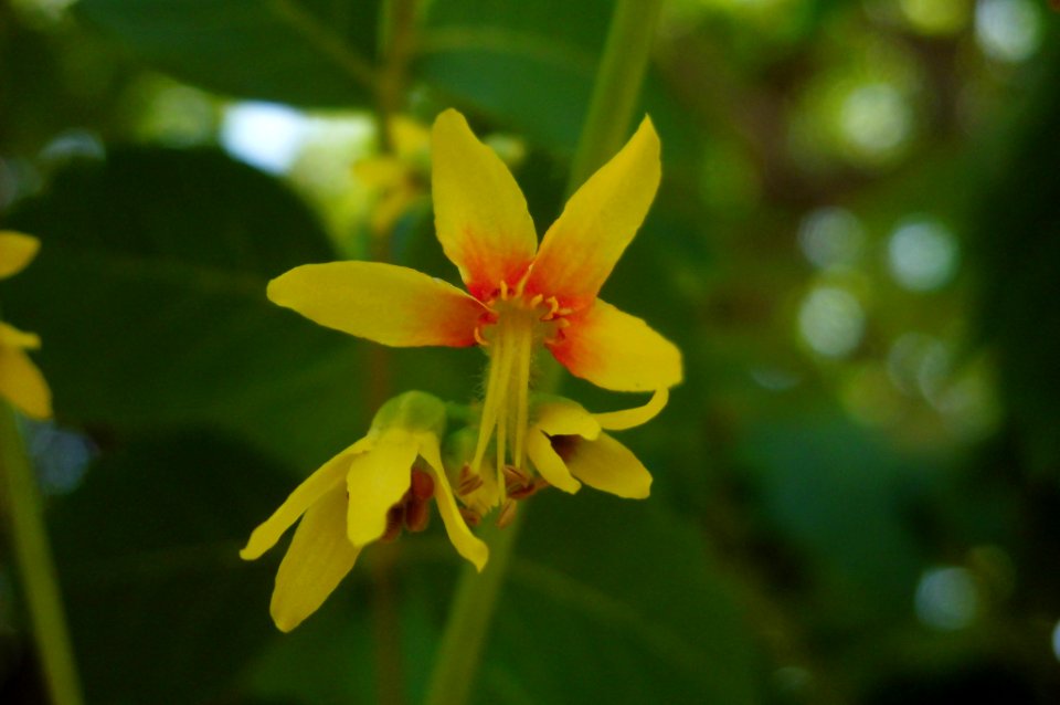Koelreuteria paniculata