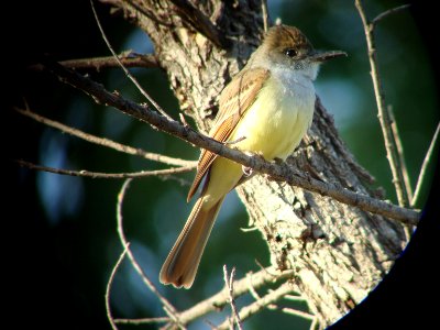 Brown-crested Flycatcher, Paton's, Patagonia, AZ
