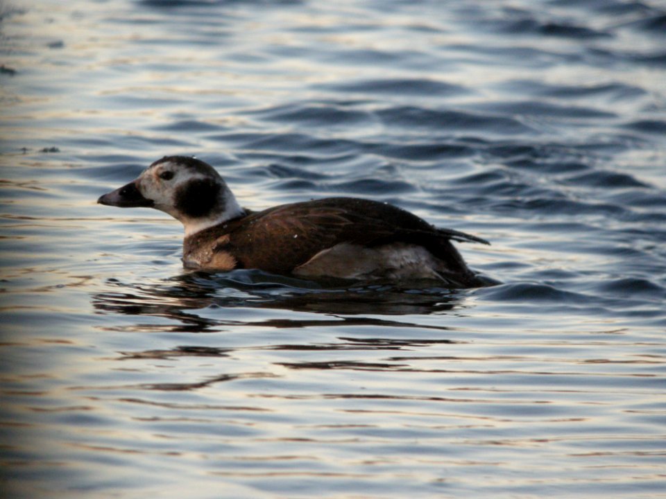 Long-tailed Duck, Riverside Park