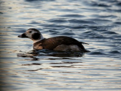 Long-tailed Duck, Riverside Park