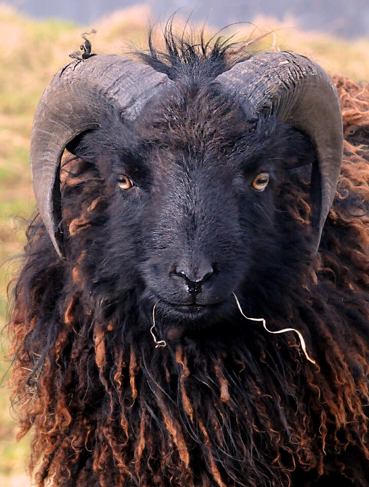 Wool animal field