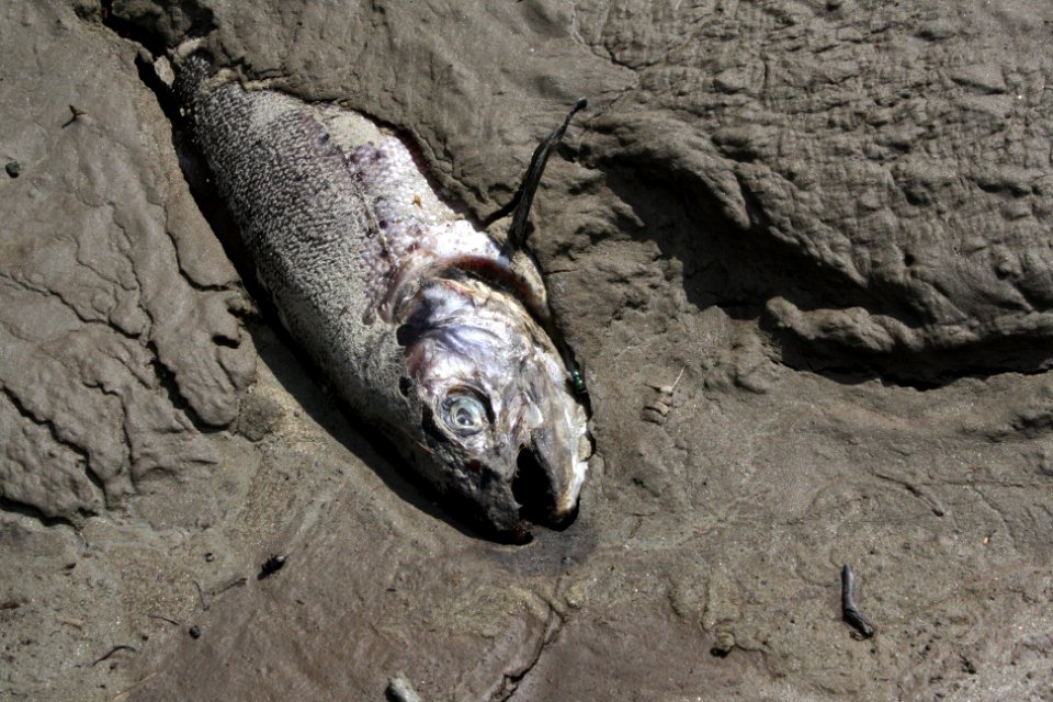 Some fish escaped and were left stranded by receding flood waters