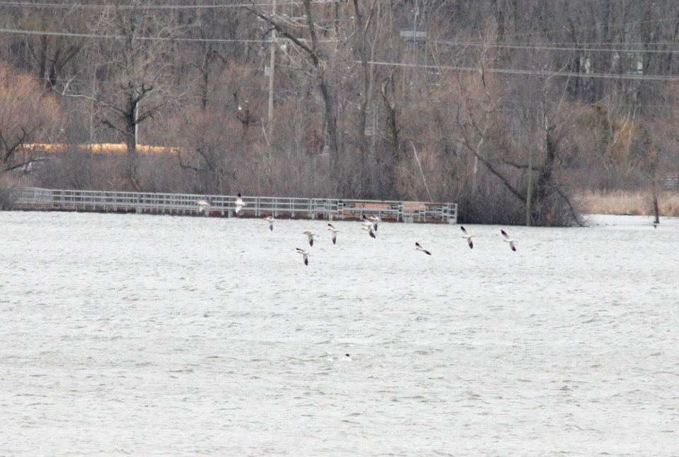 American Avocets (12), Reed's Lake, East Grand Rapids, MI, 19 April 2013