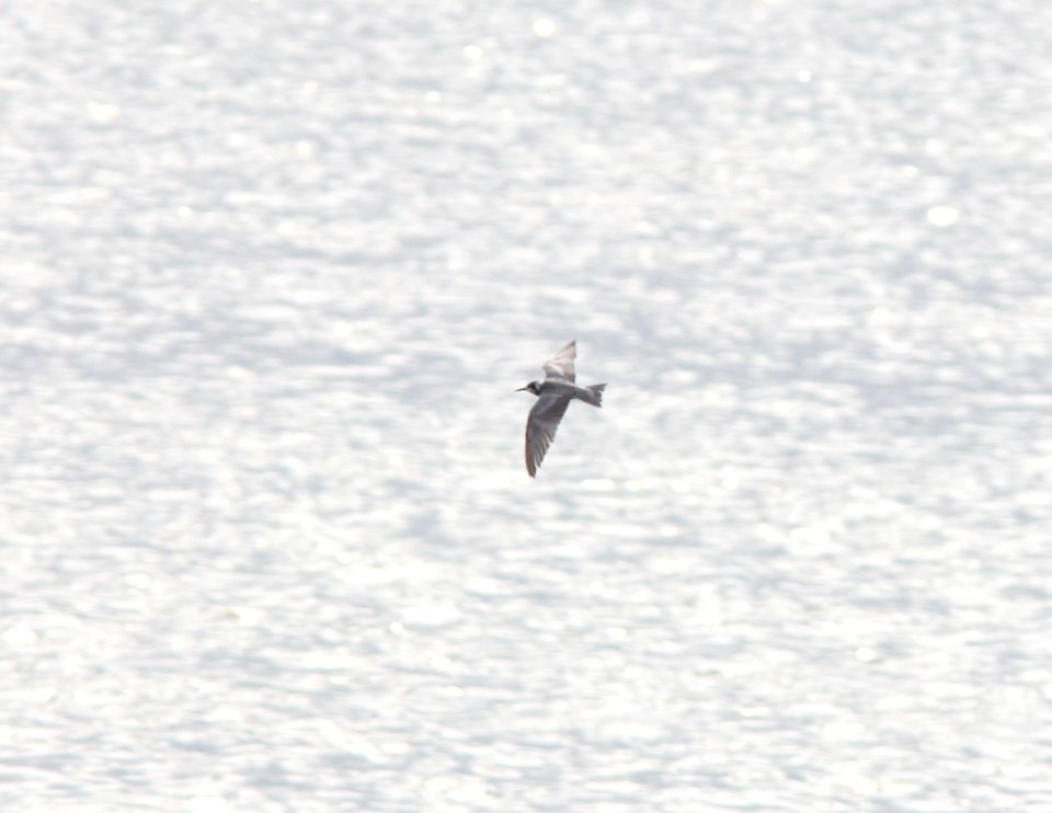 Black Tern, Muskegon Wastewater, September 5, 2012