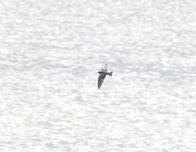 Black Tern, Muskegon Wastewater, September 5, 2012 photo