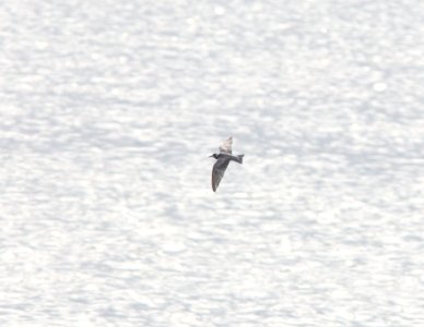 Black Tern, Muskegon Wastewater, September 5, 2012