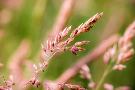 Wild meadow husk