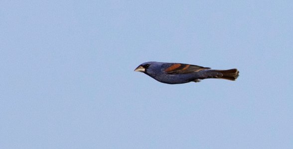 Blue Grosbeak, Benton Co., IN