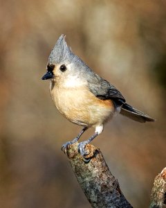 Tufted Titmouse photo