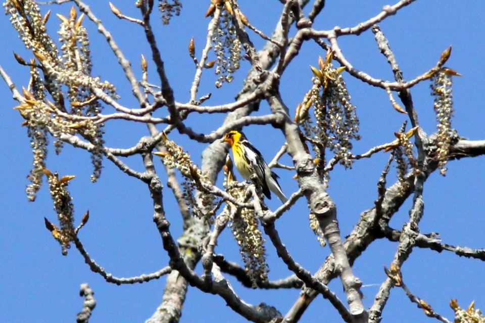 Blackburnian Warbler, Huff Park, Grand Rapids, MI 2 May 2013