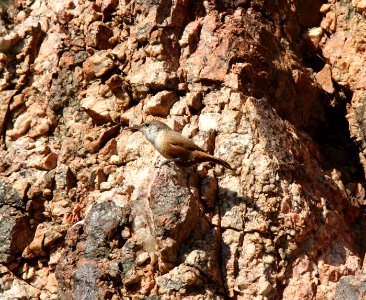 Canyon Wren, Bright Angel Campground, Grand Canyon NP, AZ, November 7, 2012