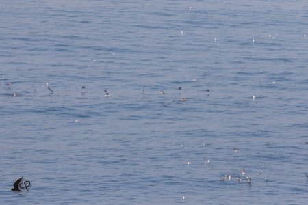 Seabird Swarm, Terranea Blufftop Park, CA