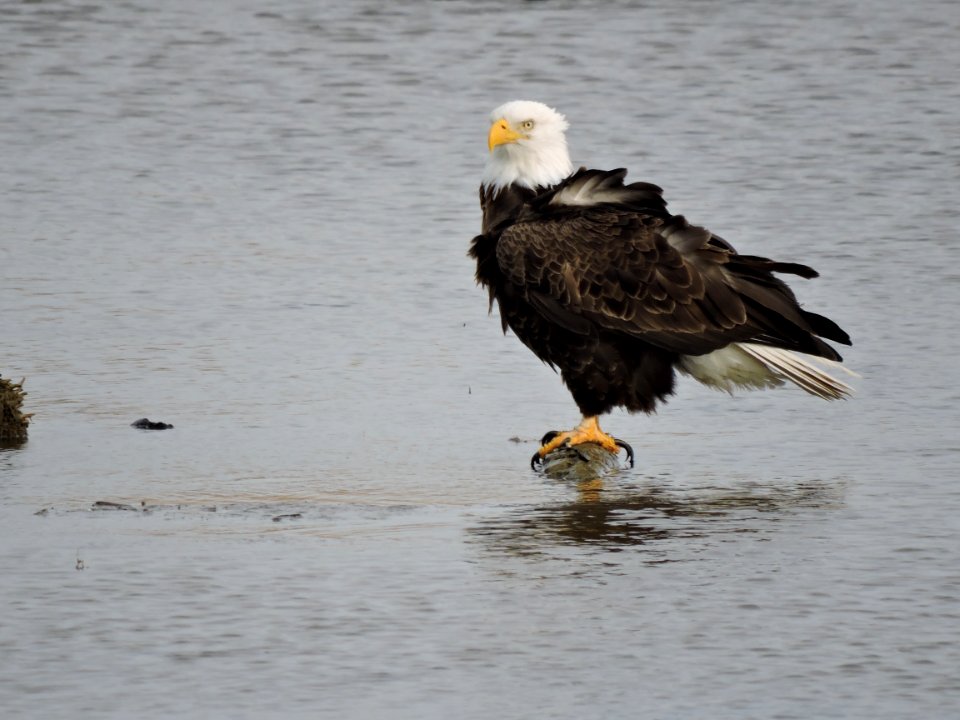 Bald eagle on log in shallow water at Eastern Neck National Wildlife Refuge