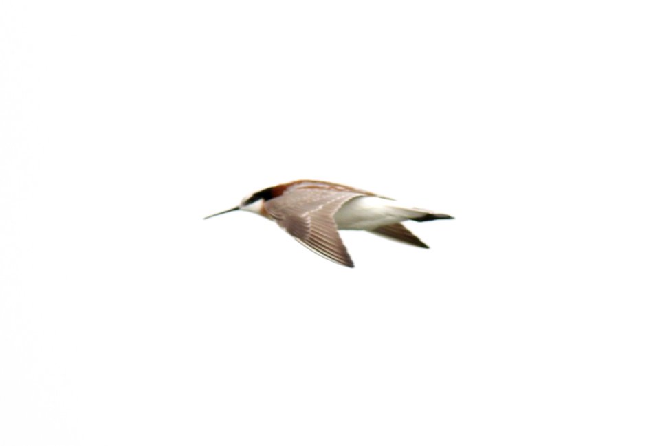 Wilson's Phalarope (female), Caledonia Sewage Ponds, Kent Co., MI, 30 April 2013