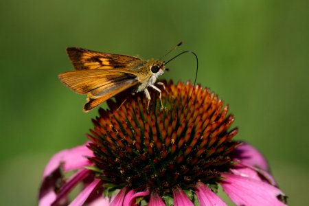 Skipper on Coneflower photo