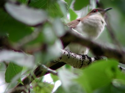 Black-billed Cuckoo, Miles City, MT, June 3, 2002