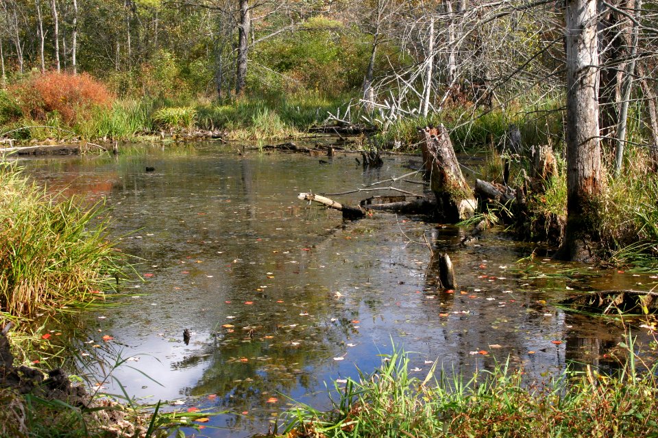 Fall scene at Great Bay NWR