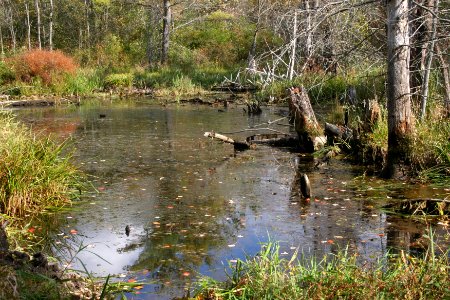 Fall scene at Great Bay NWR