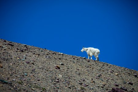 Mountain Goat walks along the Sky photo