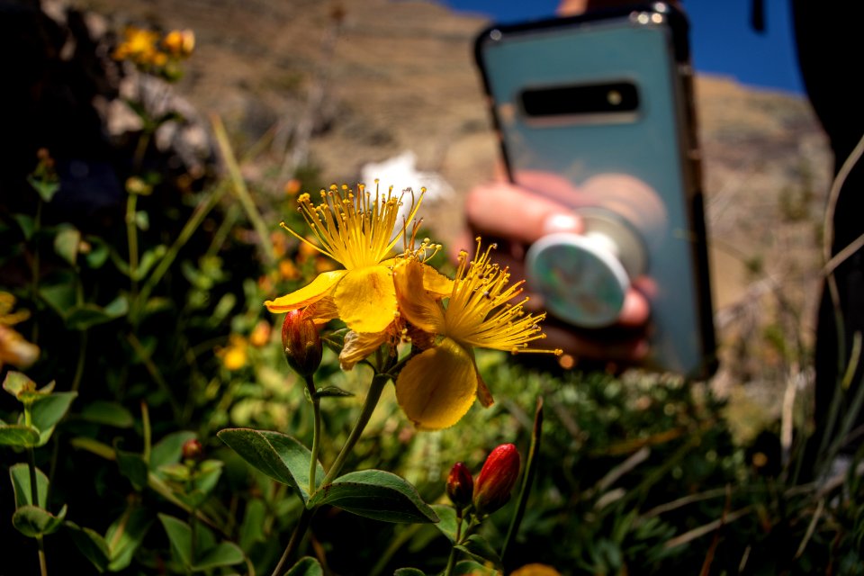 Western St. John's-wort - Hypericum scouleri
