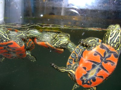 Cooter hatchlings swimming photo