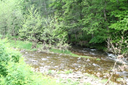 Treatment of Knotweed