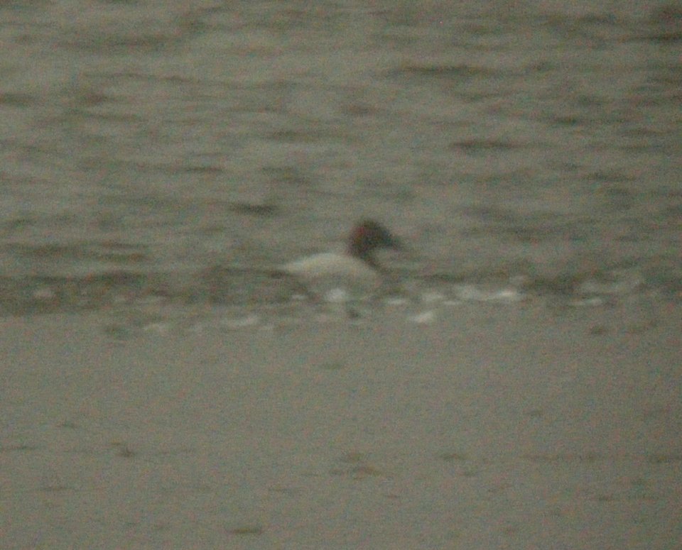 Canvasback, Lincoln Lake, MI, Jan 11, 2013