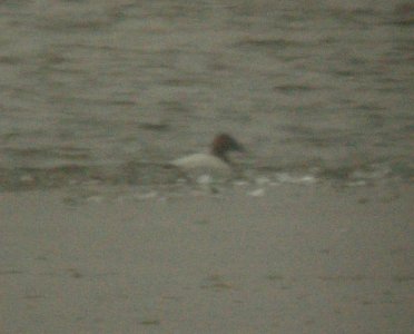 Canvasback, Lincoln Lake, MI, Jan 11, 2013