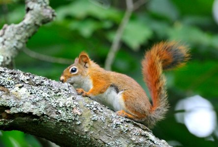 Photo of the Week - American Red Squirrel (MA) photo