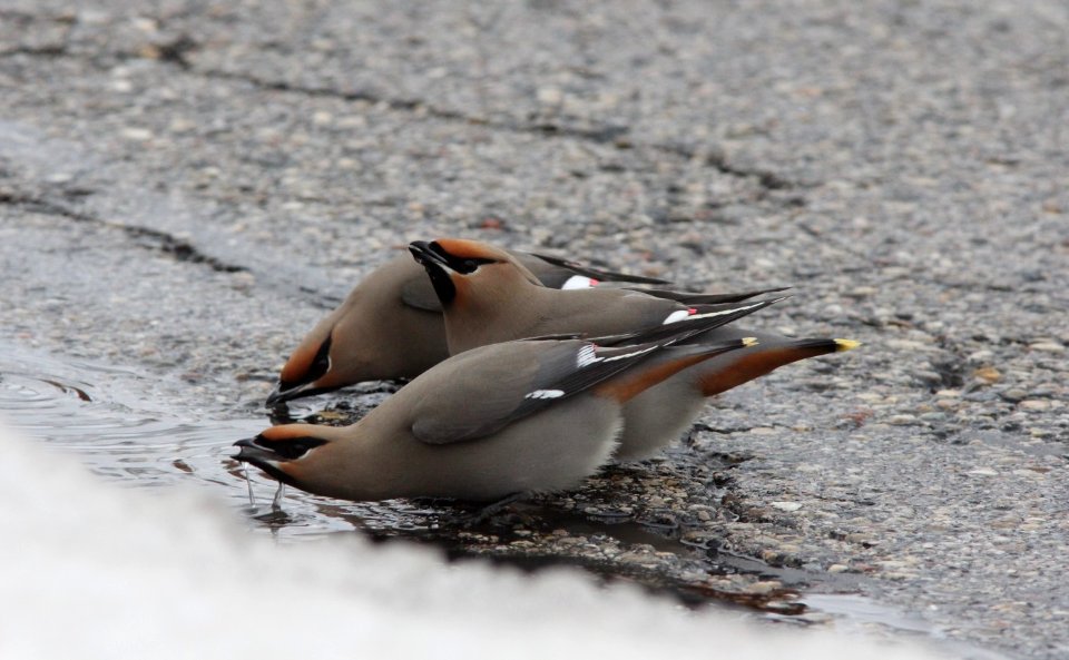 Bohemian Waxwings (part of 95), Wyoming, MI, 19 March 2013