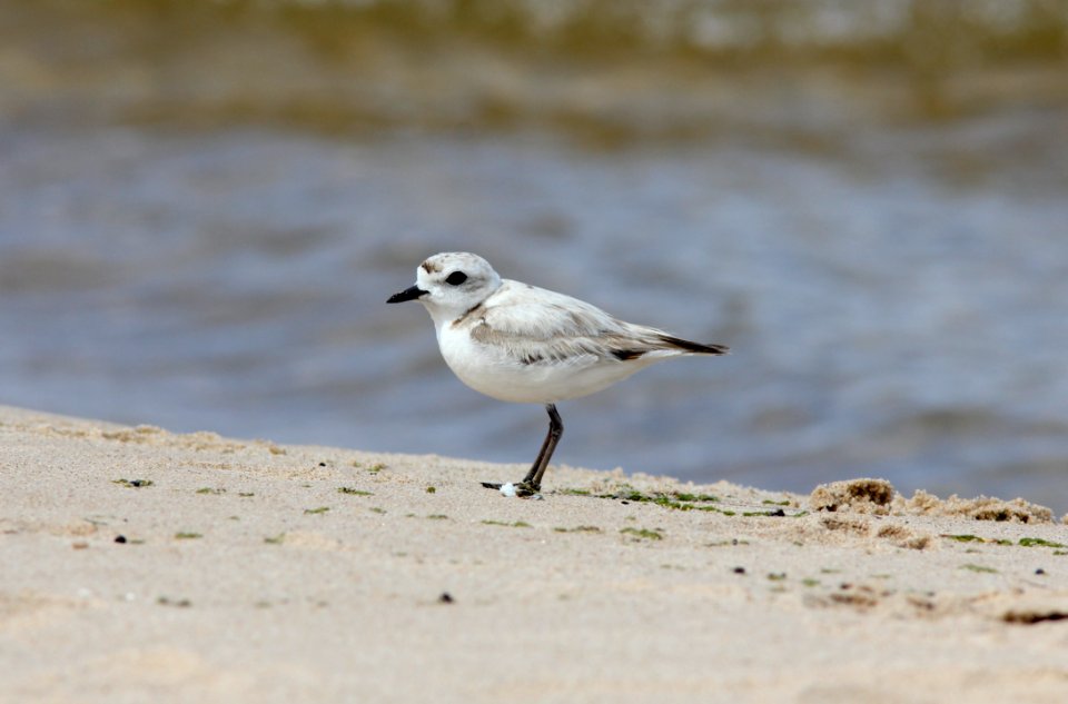 Snowy Plover, Big Sable River mouth, Ludington State Park, MI, June 13, 2012